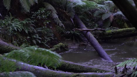 troncos y helechos sobre el arroyo del río turbio