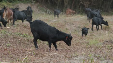 cabras en la granja