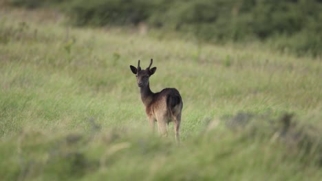 wide shot of a young fallow deer from behind as it grazes then alerted and runs off through the long grass and behind a hill