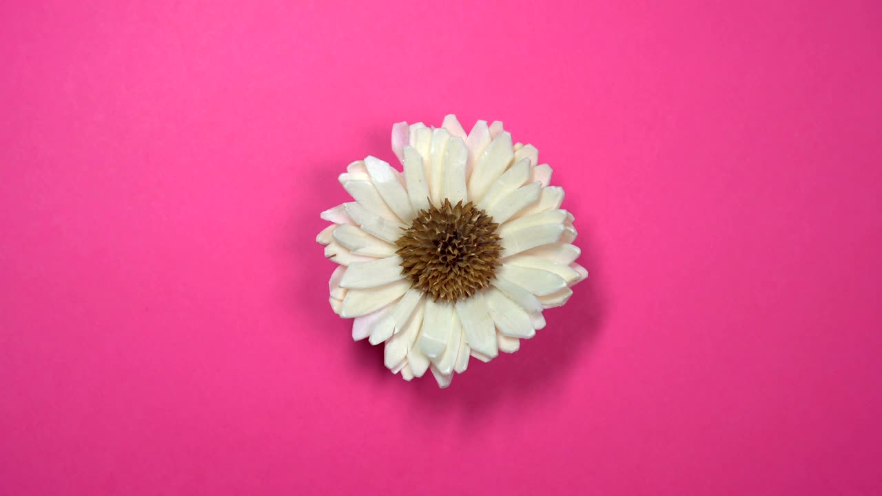 Beautiful single daisy flower slowly spinning on a rotating pink background.