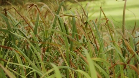 beautiful green long meadow waving on windy day, static view