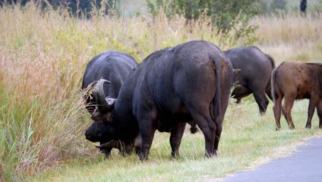 la manada de búfalos con cuernos se encuentra al lado de la hierba larga de la carretera empujándose unos a otros a pie