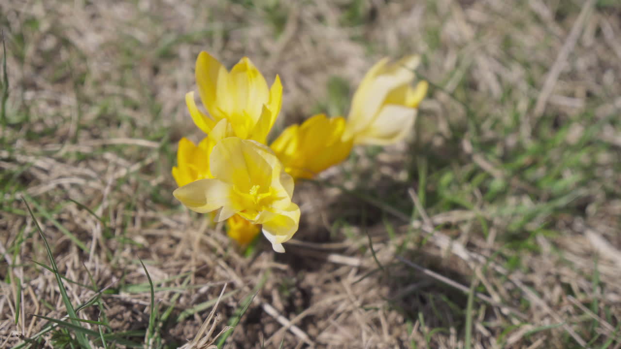 Vill gul krokus i naturen