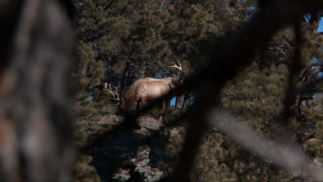 A-buck-deer-is-sighted-through-the-forest-from-the-perspective-of-a-hunter