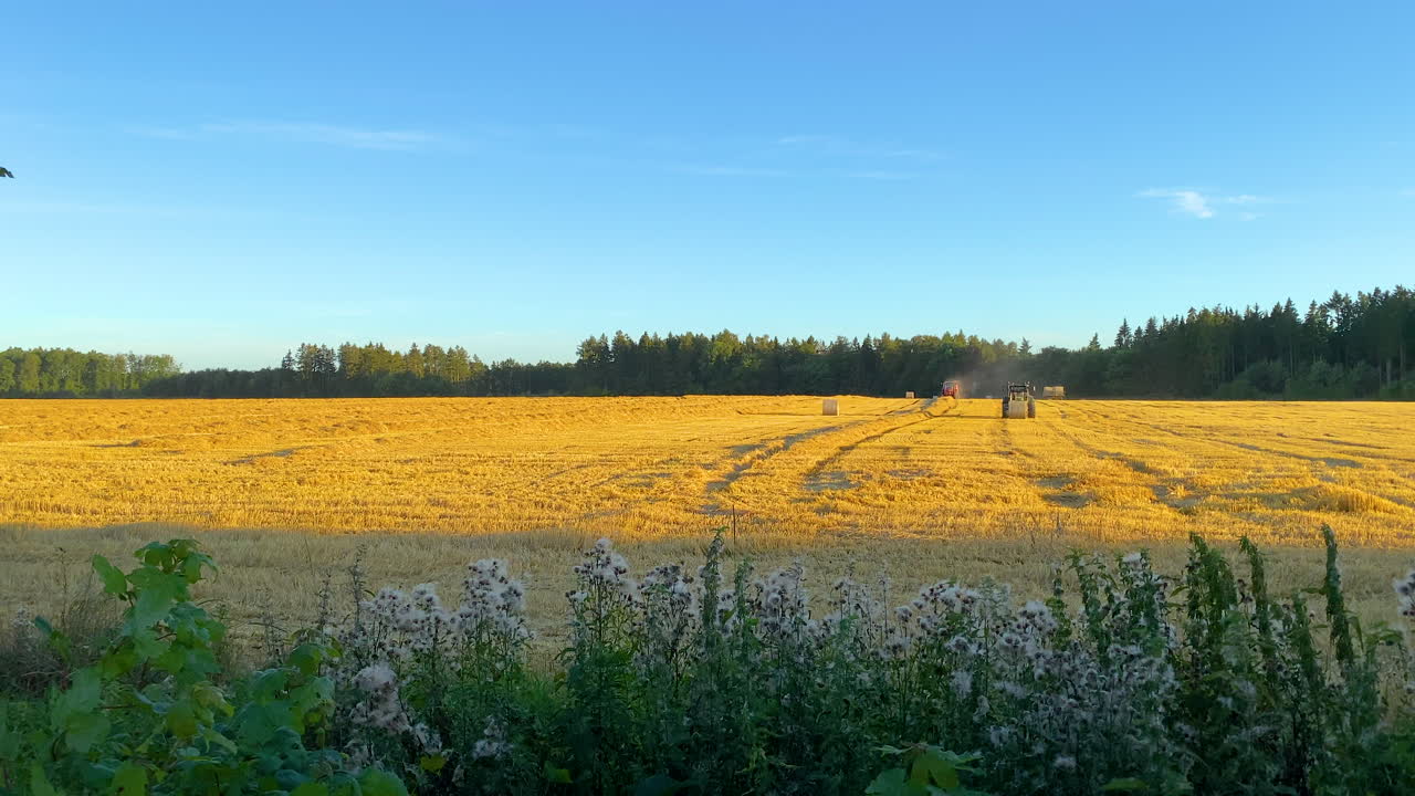 Wildflowers blowing In The Wind With Farming Tractors Harvesting And baling Hay In The Field In Puck, Poland