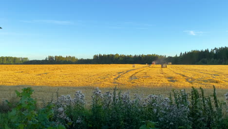 Flores-Silvestres-Que-Soplan-En-El-Viento-Con-Tractores-Agrícolas-Cosechando-Y-Empacando-Heno-En-El-Campo-En-Puck,-Polonia