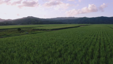 Aerial-shot-of-cane-fields-with-a-cyclist-on-a-road