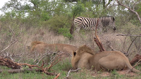 Junger-Männlicher-Löwe-Hockte-Und-Versteckte-Sich-Im-Busch-Im-Pirschmodus,-Während-Zebras-Vorbeikamen