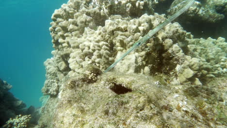 pez tubular nadador que vive en los arrecifes de coral