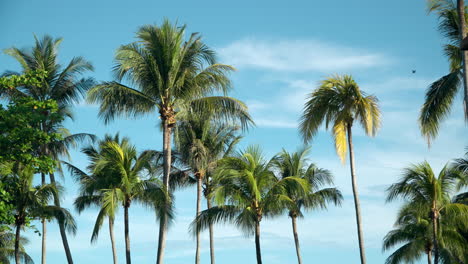 A-lot-of-tall-palm-trees-swaying-in-the-wind-against-the-blue-sky