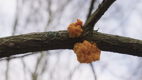 closeup of tremella mesenterica common jelly fungus attached to dead branch tree