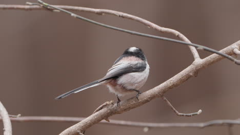 Teta-De-Cola-Larga,-O-Primer-Plano-De-Pájaro-Bushtit-De-Cola-Larga,-Da-La-Vuelta-Para-Saltar-Y-Toma-Vuelo