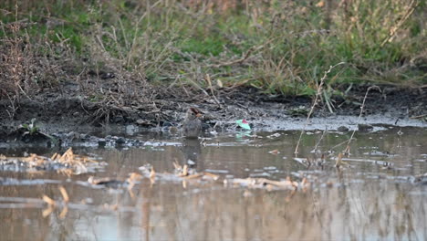 Wildlife-Wonders:-A-Bird-swims-in-a-puddle