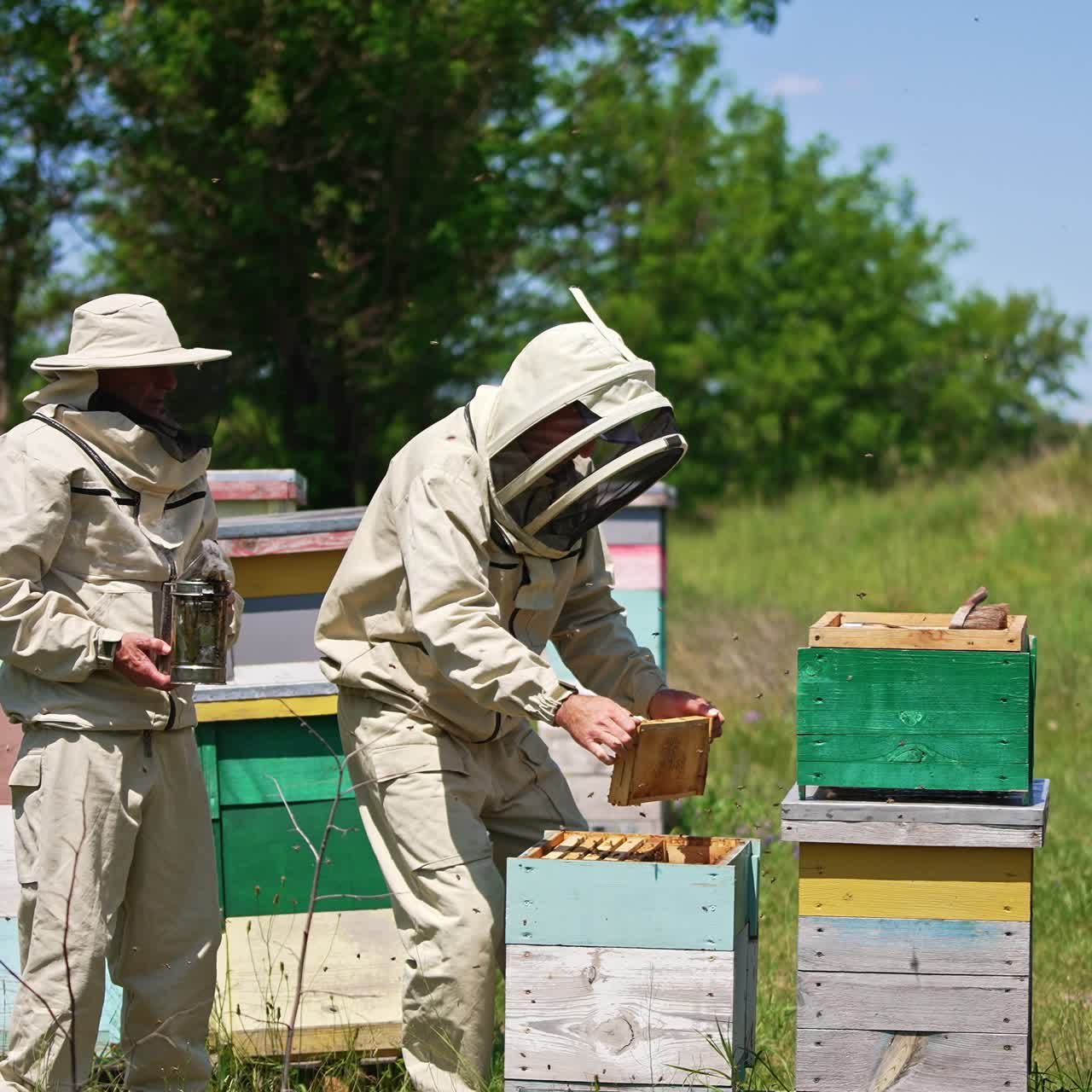Apiculturists working at bee farm in the meadow. Men take the frames out of hive shaking off the insects. Lots of insects flying around