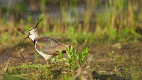 Alert-Northern-Lapwing-looking-around-and-forages-in-grassy-area,-telephoto-shot