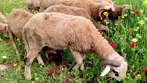 dos carneros pastando en un pasto verde, 2 ovejas con lana blanca y cara negra pastando juntas-1