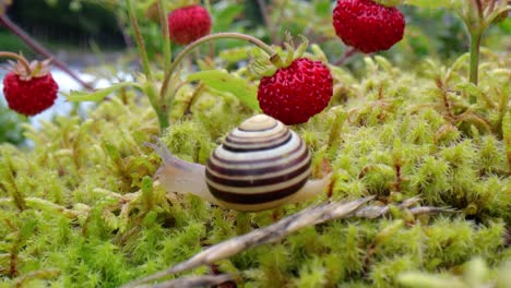 el caracol en primer plano, mirando las fresas rojas