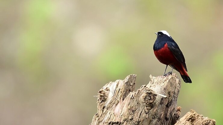 A beautifully balanced nature clip celebrating mountain stream biodiversity, where a striking red-and-black songbird commands the frame before moving out of sight.