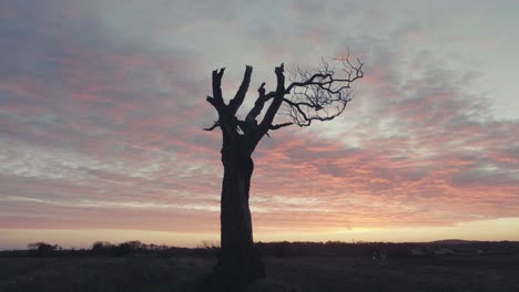 silhouette of a dead tree at sunset