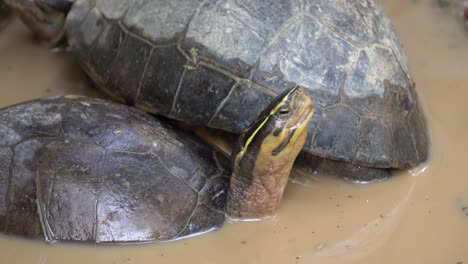 tortoise in the mud water look