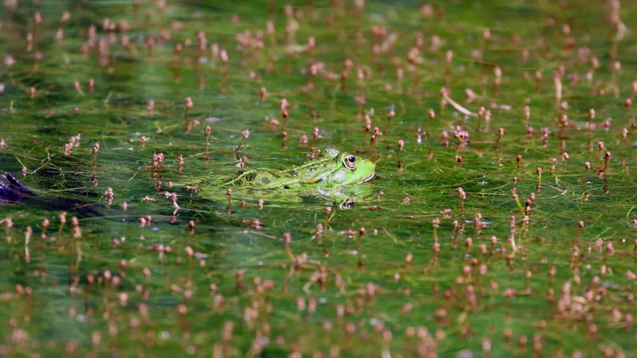 은 날, 물 식물과 해조류로 가득 찬 습지에서 휴식을 취하는 야생 녹색 개구리