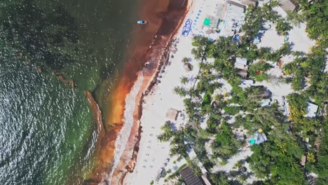 sargassum environment coastline impact, white sand beach, birdseye orbit