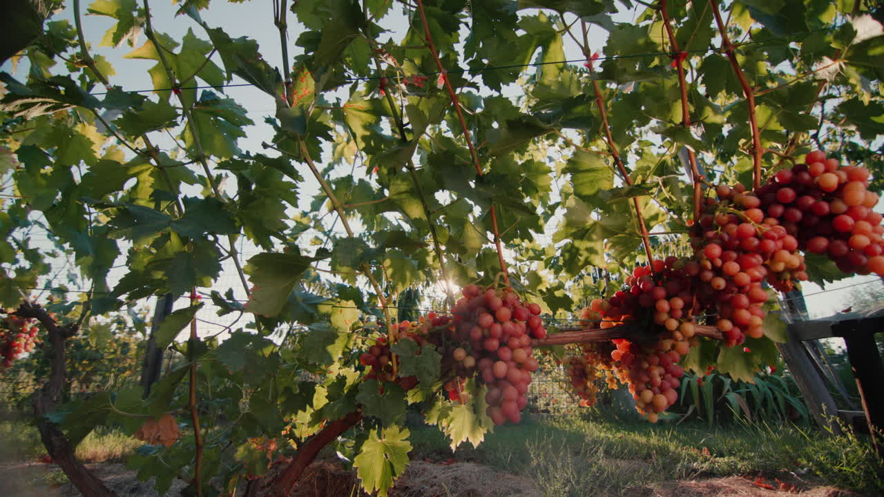 viñedo con racimos maduros de uvas en los rayos del sol poniente 1