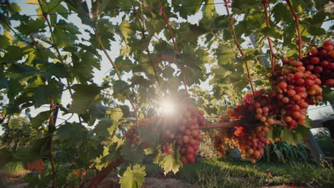 Vineyard-with-ripe-bunches-of-grapes-in-the-rays-of-the-setting-sun-1