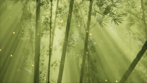 asian bamboo forest with morning fog weather