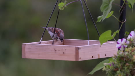 Small-bird-eating-on-a-tray-style-feeder-in-Maine