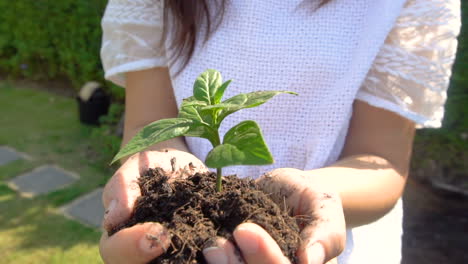 woman holding plant tree sprout in slow motion.