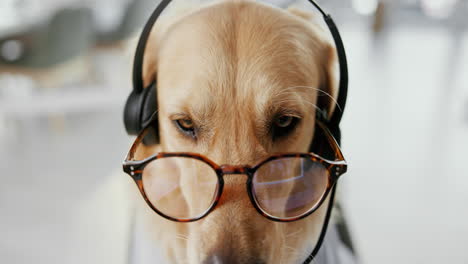 dog wearing headphones and glasses