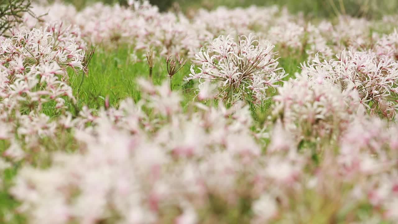 전경에 있는 vlei 백합에서 배경에 있는 나머지 들판까지 랙 초점, kgalagadi transfrontier 공원