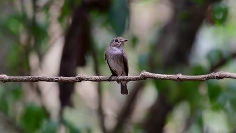 The-Asian-Brown-Flycatcher-is-a-small-passerine-bird-breeding-in-Japan,-Himalayas,-and-Siberia