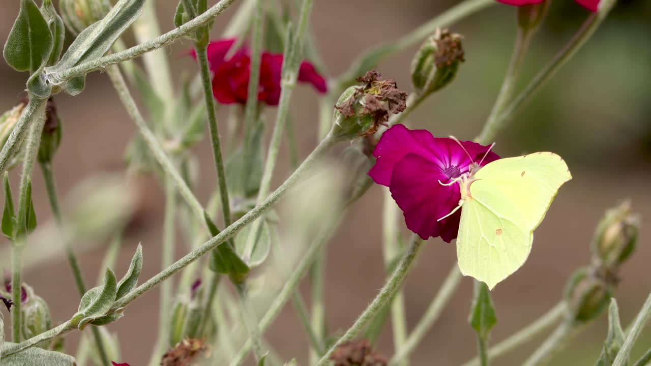 Yellow Lemon butterfly contrasted to the vibrant red rose flower in a field of stems and buds of roses with dark natural foliage out of focus in the background