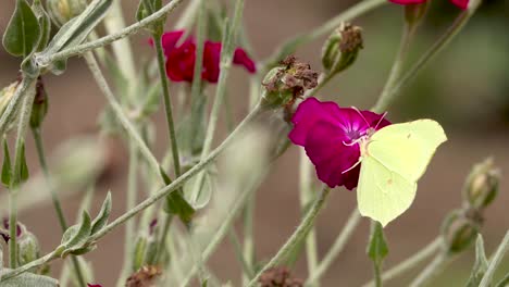 Mariposa-De-Limón-Amarillo-Contrastada-Con-La-Flor-De-Rosa-Roja-Vibrante-En-Un-Campo-De-Tallos-Y-Capullos-De-Rosas-Con-Follaje-Natural-Oscuro-Fuera-De-Foco-En-El-Fondo