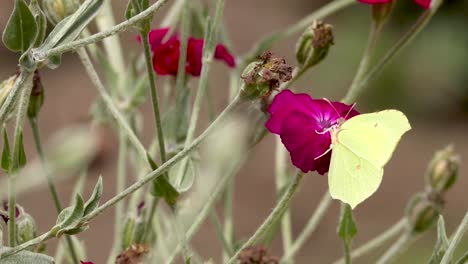 mariposa de limón amarillo contrastada con la flor de rosa roja vibrante en un campo de tallos y capullos de rosas con follaje natural oscuro fuera de foco en el fondo