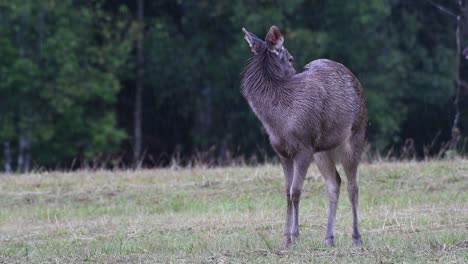 the sambar deer is a vulnerable species due to habitat loss and hunting