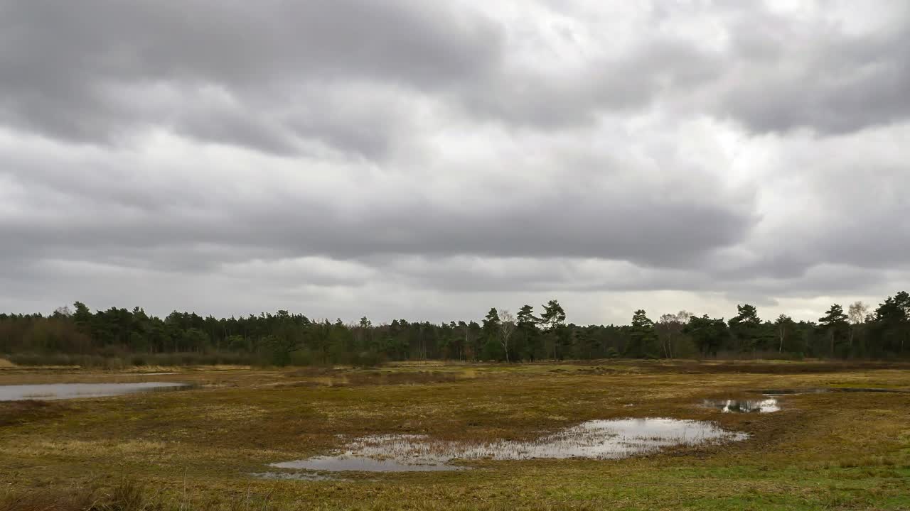 Un time-lapse nella palude e una foresta sullo sfondo, le nuvole si muovono velocemente e si possono vedere i riflessi e il vento sull'acqua