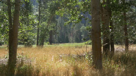 morning sunlight over meadows at yosemite national park, california