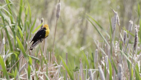 Yellow-headed-Blackbird-bobs-on-cattail-reed-on-windy-day-in-wetland