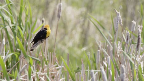 yellow-headed blackbird bobs on cattail reed on windy day in wetland