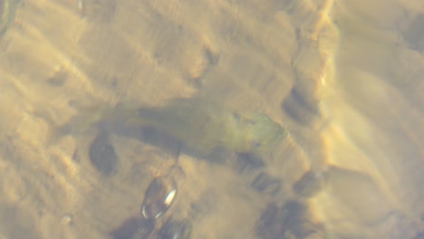 rock bass swimming in shallow sandy water - freshwater lake - overhead top view