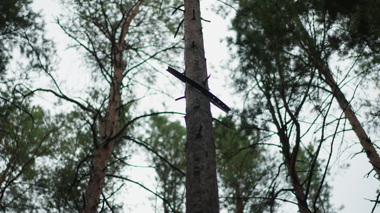 Tranquillo baldacchino di pineta sotto un cielo nuvoloso, alti pini con chiome aghiformi in un pacifico ambiente boschivo, silenziosa pineta sotto un cielo nuvoloso che mostra tronchi imponenti e fogliame lussureggiante