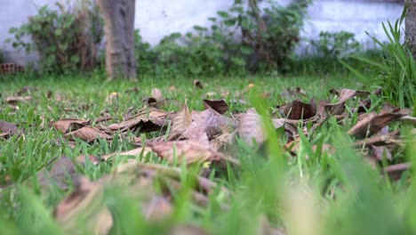 Plucked-Lemon-drops-to-the-ground-in-dried-leaves-side-on-shot-in-slow-motion