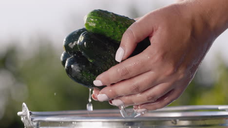Hands-hold-a-few-cucumbers-washed-in-a-bucket