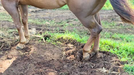 a horse stands on a dirt patch, repeatedly lifting and scratching its hind leg in bright outdoor daylight on a rural farm