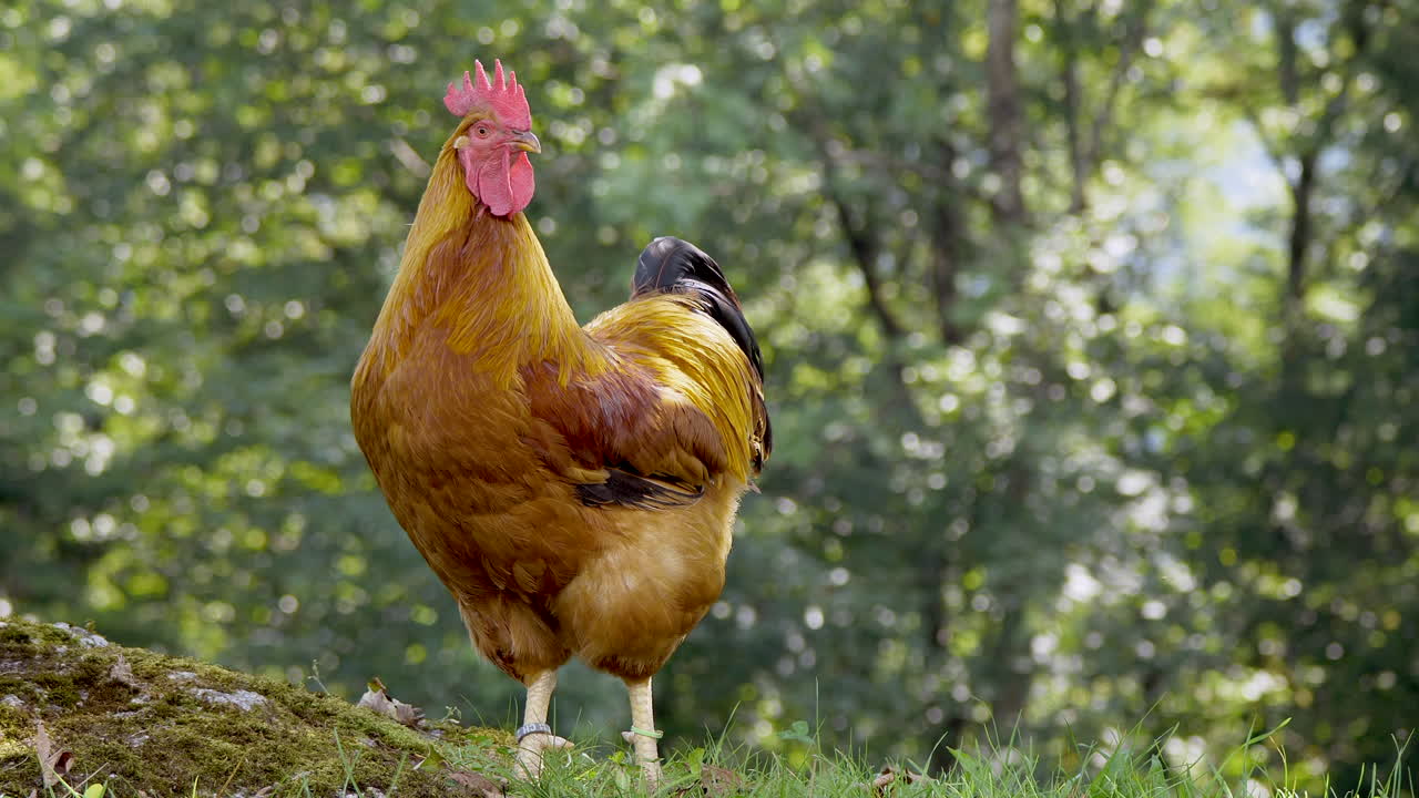 foto de retrato de gallina de pollo marrón en el desierto mirando alrededor a la luz del sol - árboles del bosque en segundo plano
