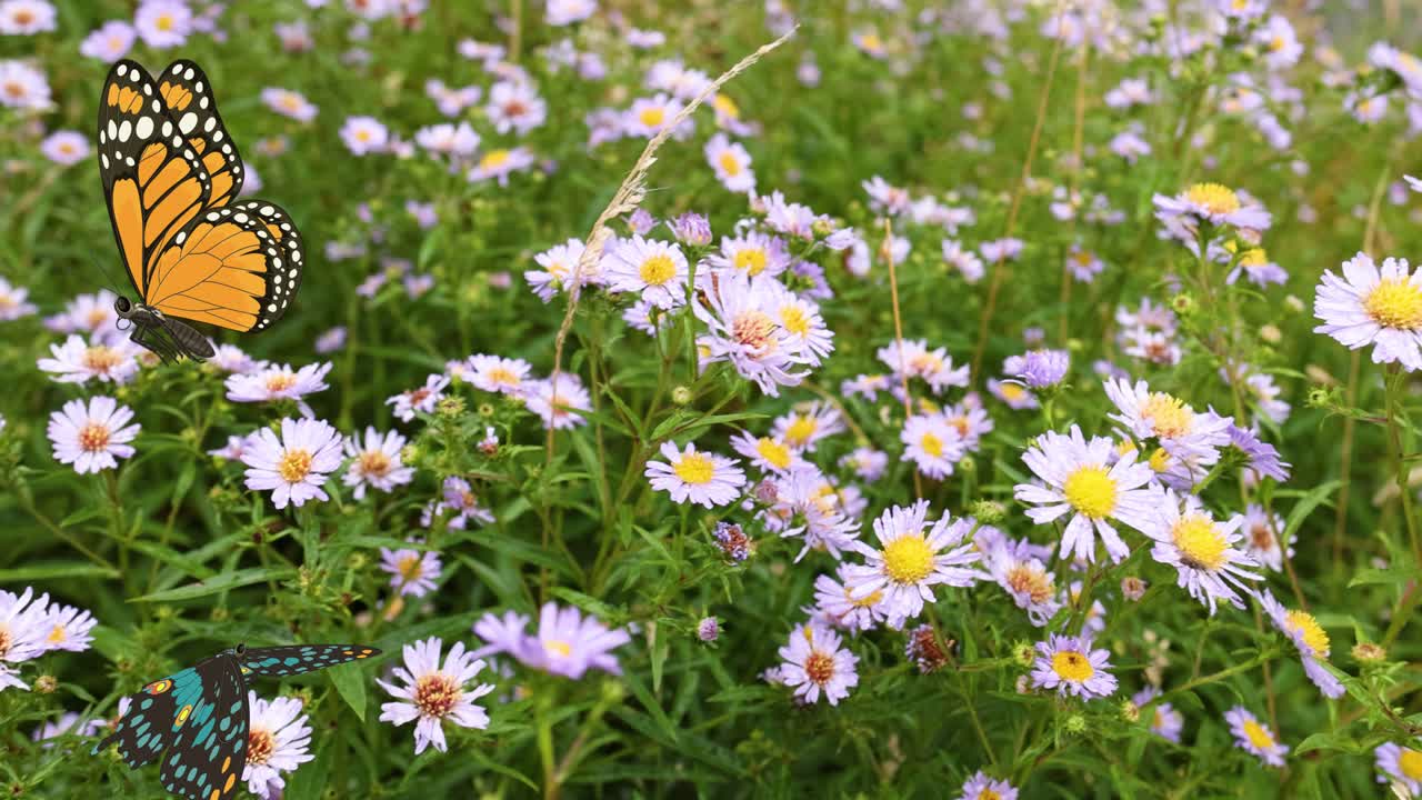 Vibrant butterflies gracefully flutter over a field of blooming wildflowers, showcasing nature's beauty in a serene, colorful animation