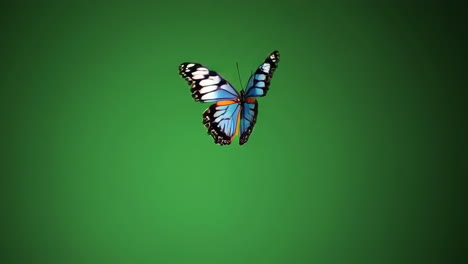 blue butterfly on green background